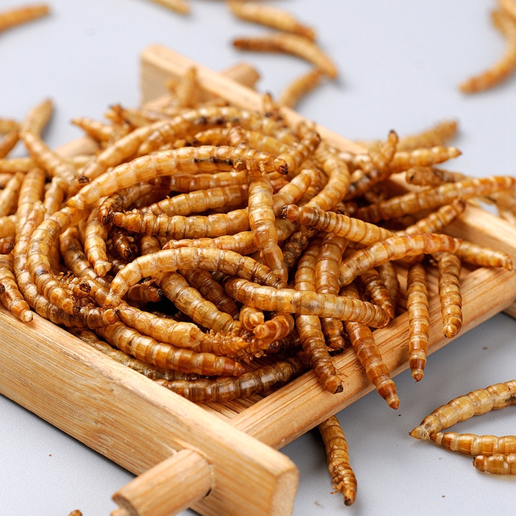 Mealworm treat for wild birds and fish Dried mealworms 